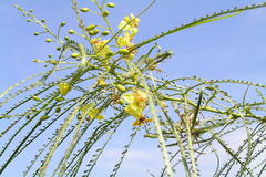 Parkinsonia aculeata